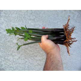 5 MANGROVES Mangrove Saltwater Aquarium Reef Tank Coral Filtration Plants