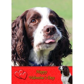 Springer Spaniel Dog Valentines Day Card