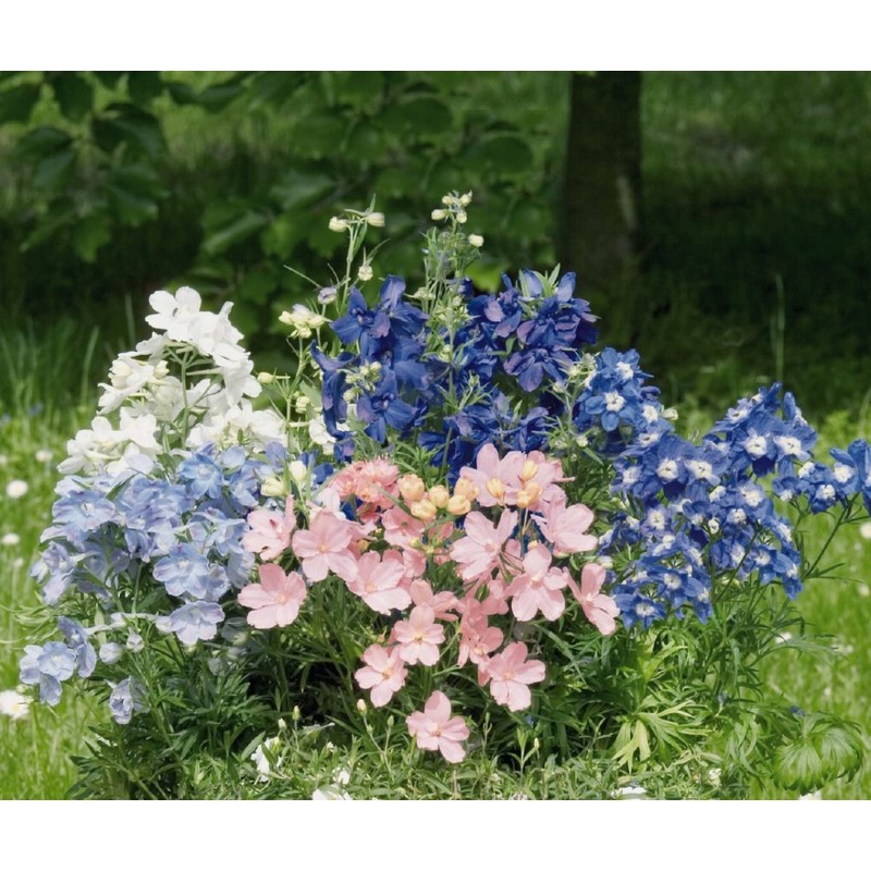 22Day Seeds: Seeds Delphinium Dwarf Mix/Annual Flowers