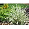 AMERICAN PLANT EXCHANGE Aztec Grass Indoor/Outdoor Air Purifier Live Plant,