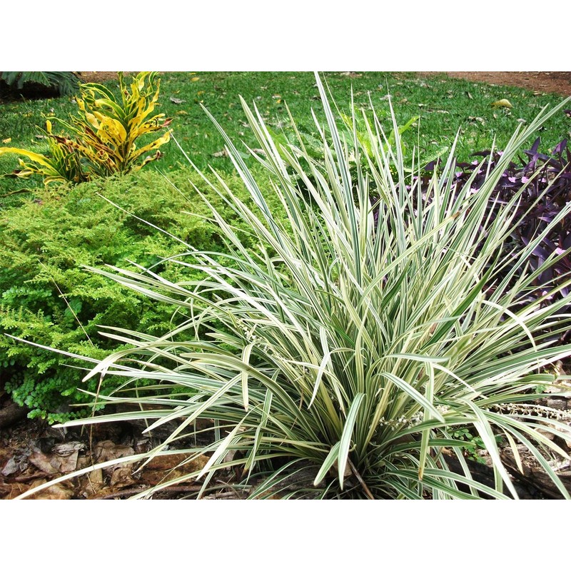 AMERICAN PLANT EXCHANGE Aztec Grass Indoor/Outdoor Air Purifier Live Plant,