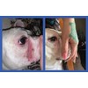 Squishface Wrinkle Paste - Cleans Wrinkles, Tear Stains and Tail