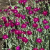 Outsidepride Lychnis Coronaria - 5000 Seeds