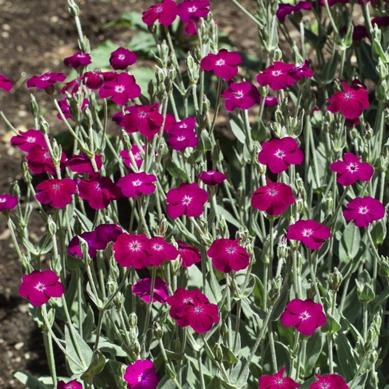 Outsidepride Lychnis Coronaria - 5000 Seeds