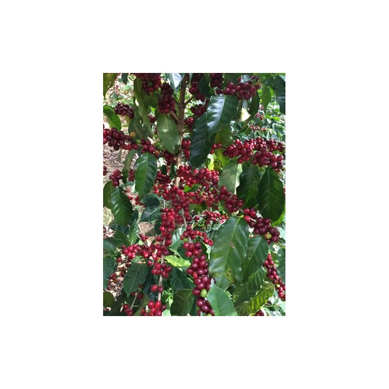 Generic Café Salvadoreño El Espino - Medium Roast, Single Origin,