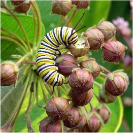 Seed Needs, Pink Common Milkweed Seeds for Planting (Asclepias syriaca) Twin Pack of 100 Seeds Each - Heirloom, Untreated & Open Pollinated, Attracts Monarchs