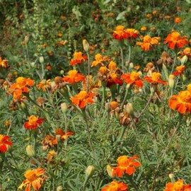 Nematode Control Marigold 2 Gram ~428 Seeds – Tagetes patula – Non-GMO French Marigold – Natural Pest Repellent Cover Crop – 30–40” Tall – Bright Orange Blooms – Drought & Deer Resistant Annual