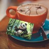 Peacoblue Bank Card Sticker Panda and Bamboo Forest Credit Debit