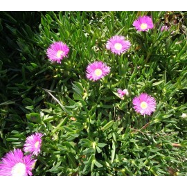 Happy Garden 6 Fresh Cuttings Ice Plant, Purple Pink Color, Ground Cover succulents 4-7" EACH