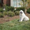 Outdoor Ultrasonic Dog Bark Control Nuisance Deter Anti Bark Device