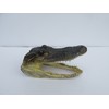 Atlantic Coral Enterprise Real Alligator head from a 4 foot