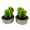 KFMX Juego 4 Velas Aromáticas Decorativas Suculentas Cactus