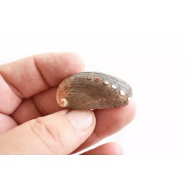 Florida Shells and Gifts 100 Small Green Abalone Shells 1 - 1 1/2" (Haliotis Asinina) Coastal Crafts