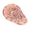 6.7in Ear Acupuncture Model Silicone Engraving Ear Massage Acupuncture Model