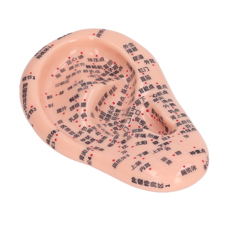 6.7in Ear Acupuncture Model Silicone Engraving Ear Massage Acupuncture Model