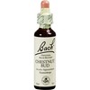Bachbl�te Chestnut Bud, 20 ml