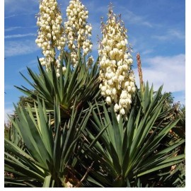xplosionseeds Needle yucca Yucca Needle White Pot Seed - Pack of 10 SEEDS!!