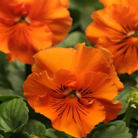 Outsidepride 100 Seeds Viola Pansy Frizzle Sizzle Orange Flower Seeds for Planting