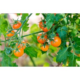 "Gold Nugget" Cherry Tomato Seeds for Planting, 25+ Heirloom Seeds Per Packet, (Isla's Garden Seeds), Non GMO Seeds, Botanical Name: Solanum lycopersicum 'Gold Nugget', Great Home Garden Gift