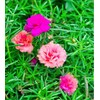 10,000+ Moss Rose Seeds – Heirloom Portulaca Seeds – Easy