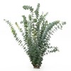 De La Terre Fresh Scented Baby Eucalyptus Pulverulenta Bunch for