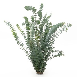 De La Terre Fresh Scented Baby Eucalyptus Pulverulenta Bunch for Decor, Shower & Arrangements (Baby Blue)