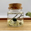 Marimo Moss Ball Terrarium