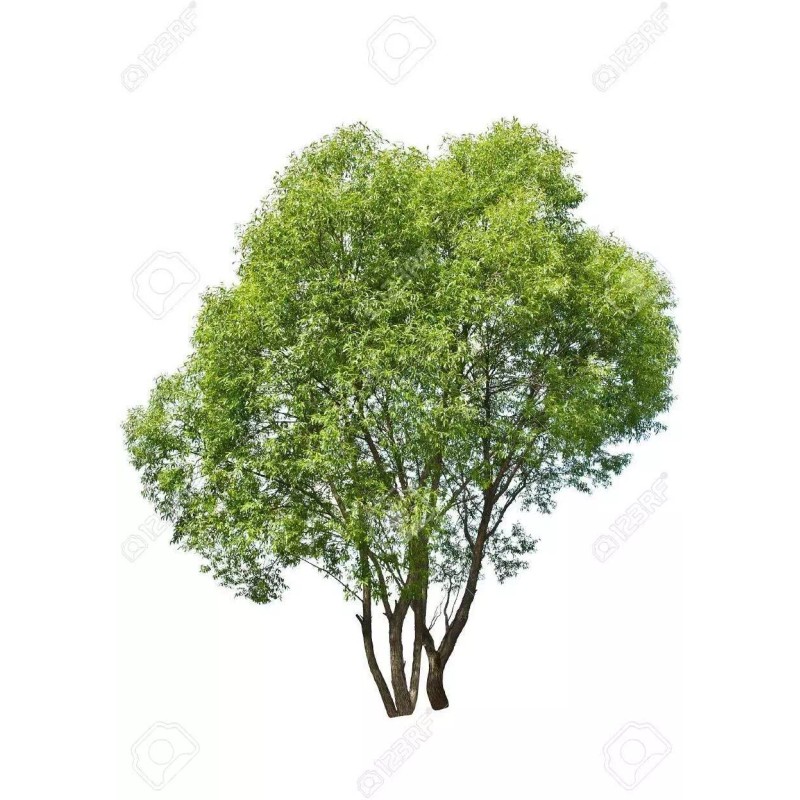 CZ Grain 50 Thin Hybrid Willow Tree Cuttings | 1/4