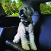 Bergan 88200-tabsml - Arnés de seguridad para perro con correa