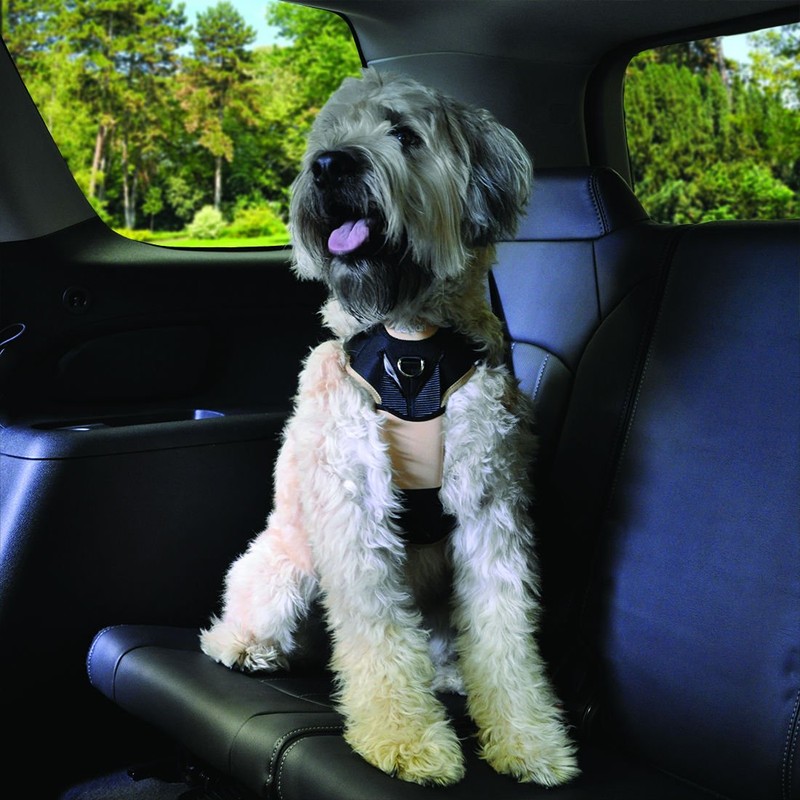Bergan 88200-tabsml - Arnés de seguridad para perro con correa