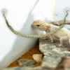 Wzttdm Snake Climbing Rope, Snakes Enrichment Toys, Ball Python Tank