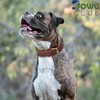 DowgClub | Genuine Leather Padded Buckle Dog Collar | Full
