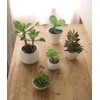 Ebros Gift Set of 5 Realistic Artificial Botanica Succulents Plants