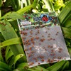 1500 Pre-Fed Live Ladybugs | BuddyBugs | Hippodamia Convergens |