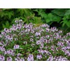 Mix Creeping Thyme Seeds for Planting, Ground Cover Plants -