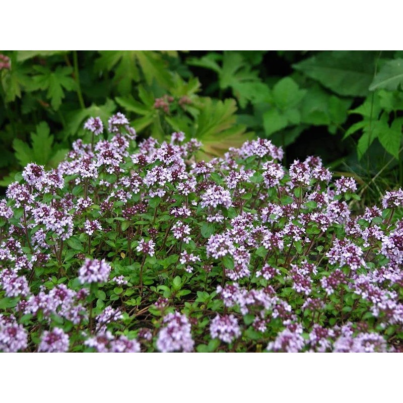 Mix Creeping Thyme Seeds for Planting, Ground Cover Plants -