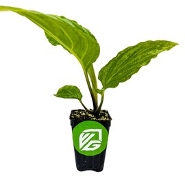 Black Bat Flower Plant - Tacca chantrieri by Wellspring Gardens - Exotic & Rare Indoor or Outdoor Live Plant - Ideal for Home and Garden Landscaping, Dark & Lovely Starter Plant