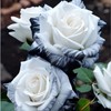 JQBay 20pcs Rare Ink Rose Seeds - Non-GMO Heirloom Variety