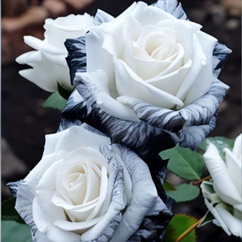 JQBay 20pcs Rare Ink Rose Seeds - Non-GMO Heirloom Variety