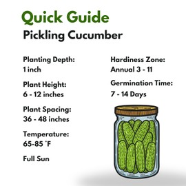 Over 150 Pickling Cucumber Seeds – Organic Heirloom, Non-GMO, High Germination Rate – Perfect for Planting in Home Gardens & Fresh Pickles