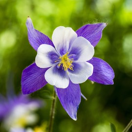 Eden Brothers Blue Columbine Seeds