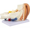 Vevor Modelo Anamotico Oido Humano Oreja Tamaño X5 Anatomia Oido