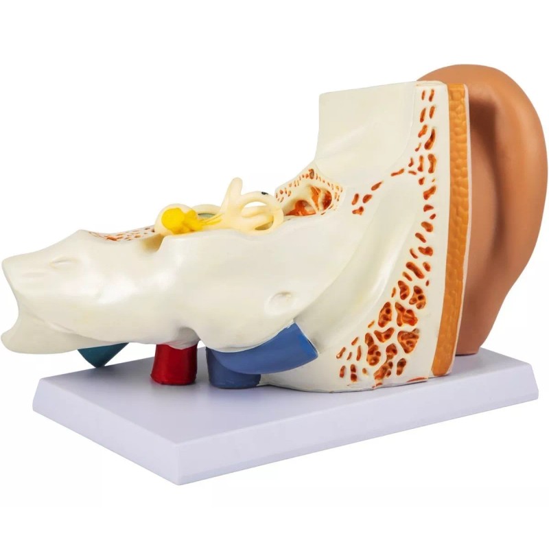 Vevor Modelo Anamotico Oido Humano Oreja Tamaño X5 Anatomia Oido