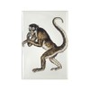 CafePress Spider Monkey Rectangle Magnet, 3"x2" Refrigerator Magnet