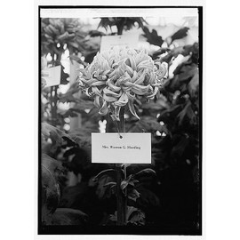 HistoricalFindings Photo: Chrysanthemum Show,Washington,DC,District of Columbia,United States,1923
