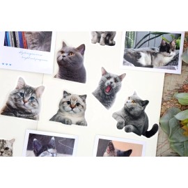 Unbranded British shorthair stickers | cute funny kitty blue cat PET matte stickers themed
