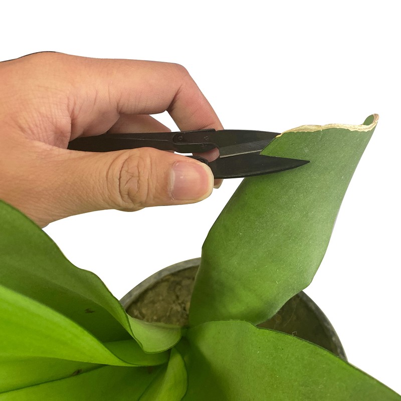 HFS(R) Bonsai Pruner Pruning Scissors for Bud and Leaves Trimmer