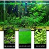 4 Bags Aquarium Plant S.e.e.ds, not Artificial Plastic Plant, Fish