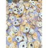 Combo Oyster Shell Set (Flats + Cups, 2–4”) - Size: