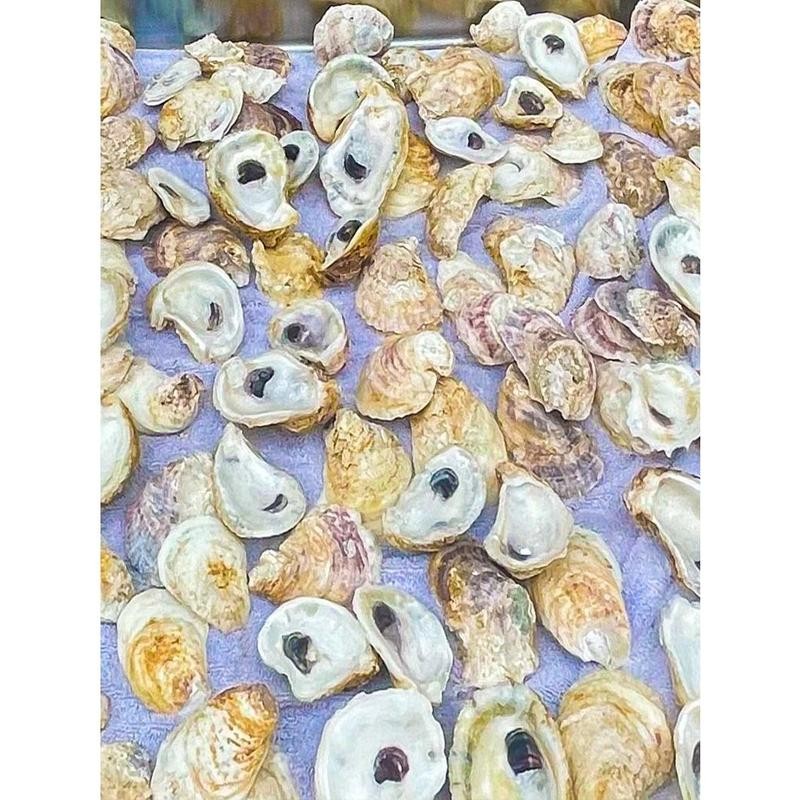 Combo Oyster Shell Set (Flats + Cups, 2–4”) - Size: